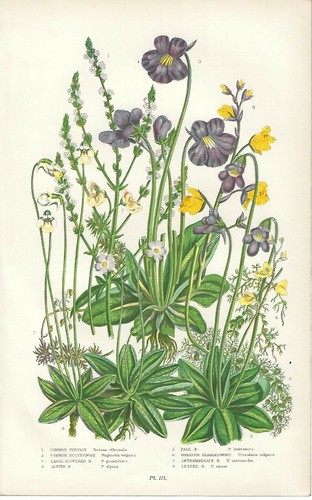 Stampa antica fiori pinguicula - antica,