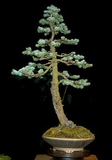 PICEA PUNGENS GLAUCA, ABETE