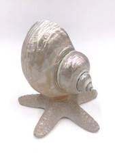 Conchiglia In Madreperla su