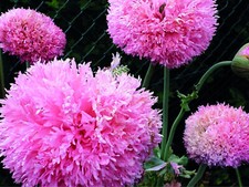 150 semi fiori di papavero