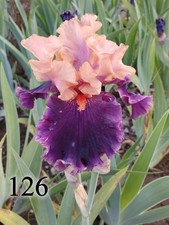 1 rizoma di Iris Germanica