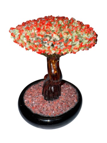 Bonsai murano pianta - bonsai, in