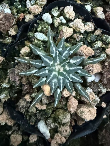 Pezzi ariocarpus - 3,