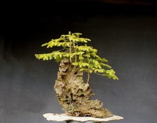 Bonsai di Abete rosso