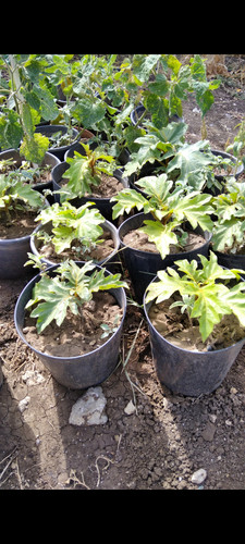 1000 semi solanum