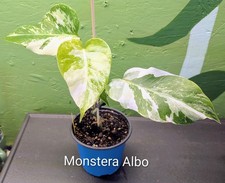 Monstera Albo - 5" pot