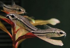 Pesce Corydoras Pygmaeus