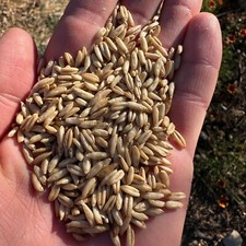 Hulless Oat Seeds Avena nuda