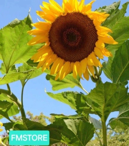 Girasole gigante sunflower - -,