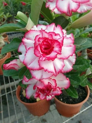 Semi adenium obesum bianco - 5,