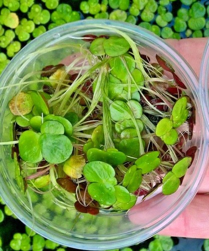 Lemna greater duckweed - greater,