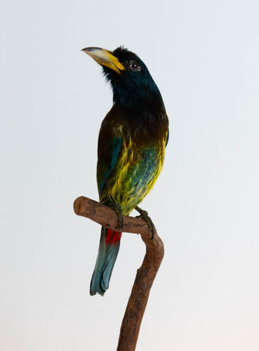 Tassidermia grande barbet