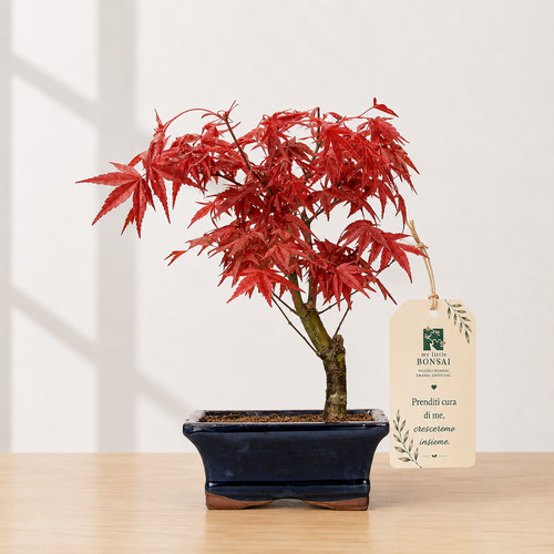Bonsai acero palmato - bonsai,