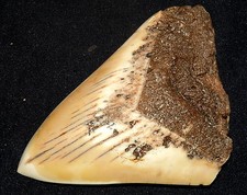 Dente squalo megalodonte - squalo,