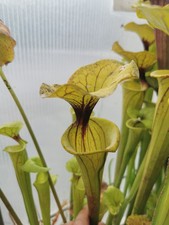 Sarracenia flava var. flava, Crestview, Okaloosa Co -Taglia M - Pianta Carnivora