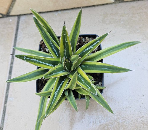 Agave victoriae reginae - agave,