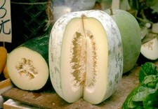 8 graines COURGE