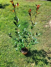 6 Piante di photinia red robin 60/80 Cm 