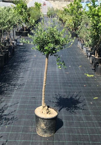 Ulivo olivo olea europea - ulivo,