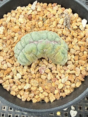 Astrophytum aztekium forma