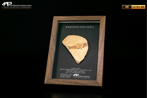 Pesce fossile knightia - fossile,