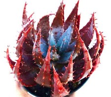 SEMI DI ALOE PEGLERAE GREEN-RED cl21 - semi di piante grasse