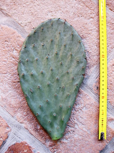 Opuntia engelmanni - , pala)