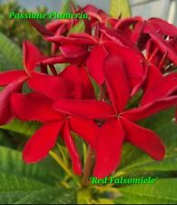 Talea di plumeria (Plumeria