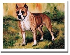 The AmStaff Bull Terrier