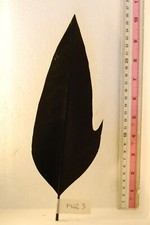 PENNA PER CAPPELLO ALPINO NERA CON RIMBECCO