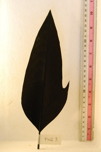 Penna per cappello alpino nera - cappello,