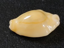 Conchiglia Shell CYPRAEA