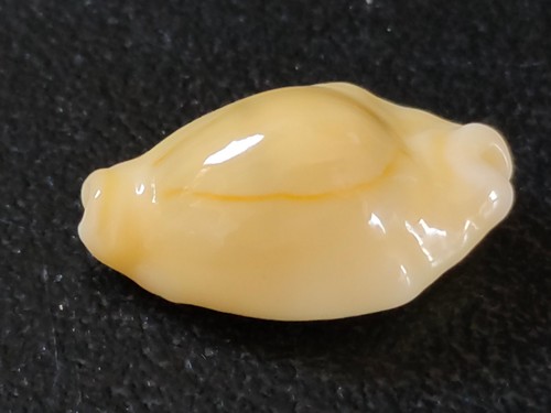 Conchiglia shell cypraea - shell,