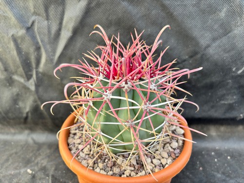 Ferocactus viscainensis - ferocactus,