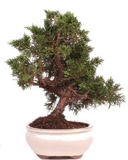 Bonsai - Juniperus chinensis 'Kyushu', Chinesischer Wacholder 224/69