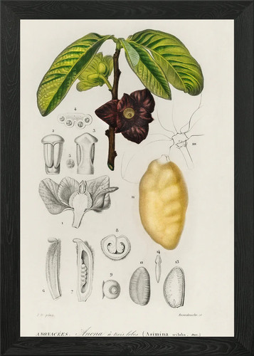 Quadro asimina triloba - quadro,