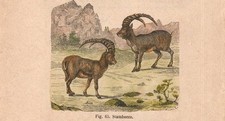 Stampa STAMBECCO Capra ibex incisione antica acquerellata del 1884
