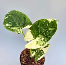 Bellissima Alocasia