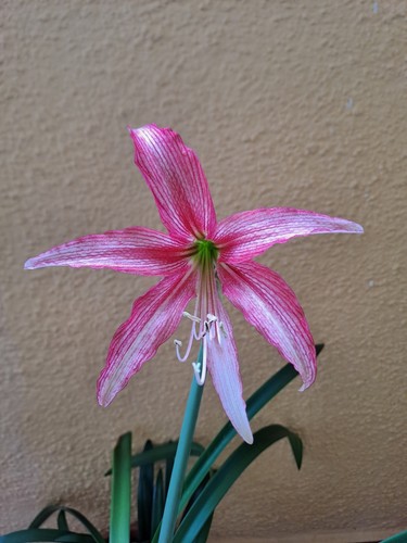 Hippeastrum kmhn2 iguazuanum - kmhn2,