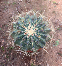 FEROCACTUS HISTRIX - CACTUS -