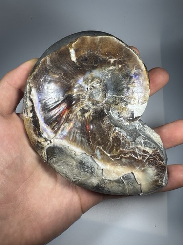 Ammonite iridescente fossile