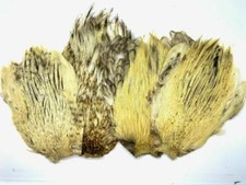 Piuma del collo - del, gallo