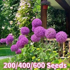 600 Semi Di Aglio Gigante