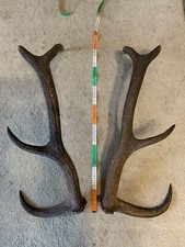 Palco Di Cervo  Completo