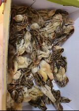 !!VERIFICA DESCRIZIONE PRODOTTO!! Confezione 54 Uova Feconde Quaglia razza Jumbo