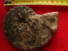 Ammonite du Turonien 