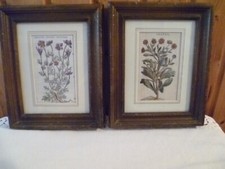 2 PZ QUADRI QUADRETTI 23 X 19 CM PAGINE ERBE ERBARIO " 1800 VINTAGE BUONO STATO