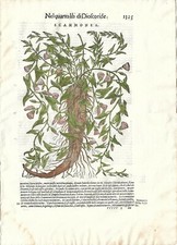 Stampa antica MATTIOLI