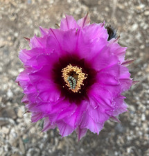 ECHINOCEREUS REICHENBACHII -
