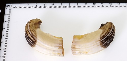 Bellissimi denti di - bellissimi,
